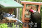 Bird Feeder
