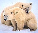 Polar Bear Companions