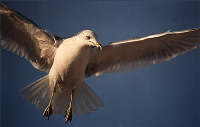 seagull2.jpg (27473 bytes)